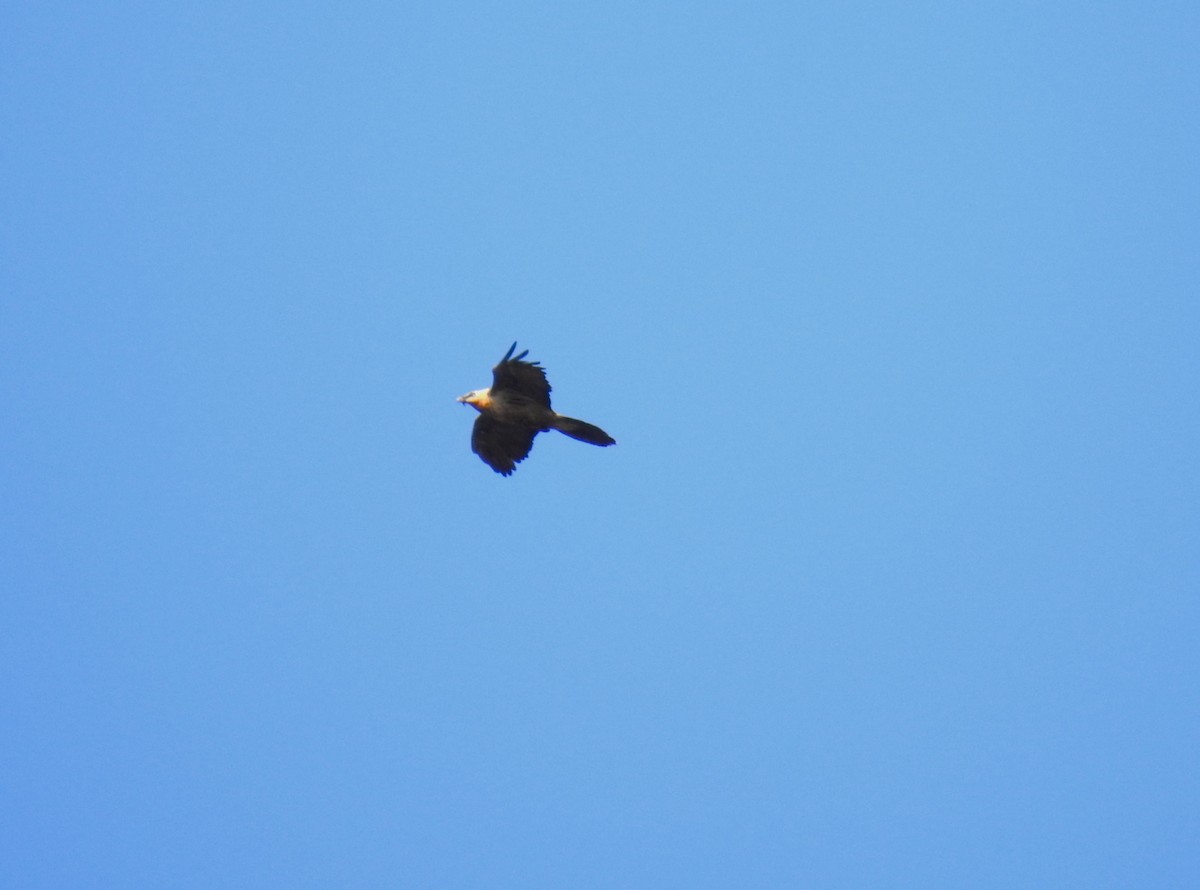 Bearded Vulture - ML625288841