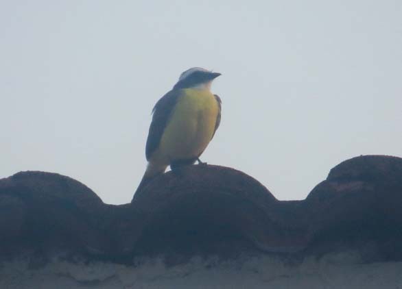 Great Kiskadee - ML625288844