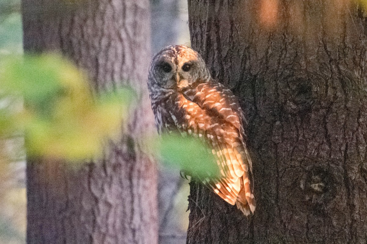 Barred Owl - ML625288932