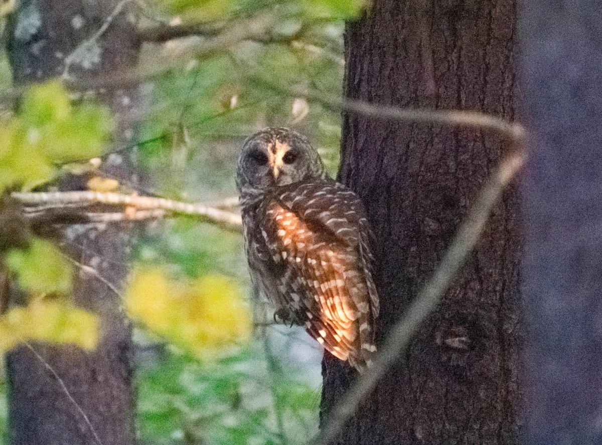 Barred Owl - ML625288933