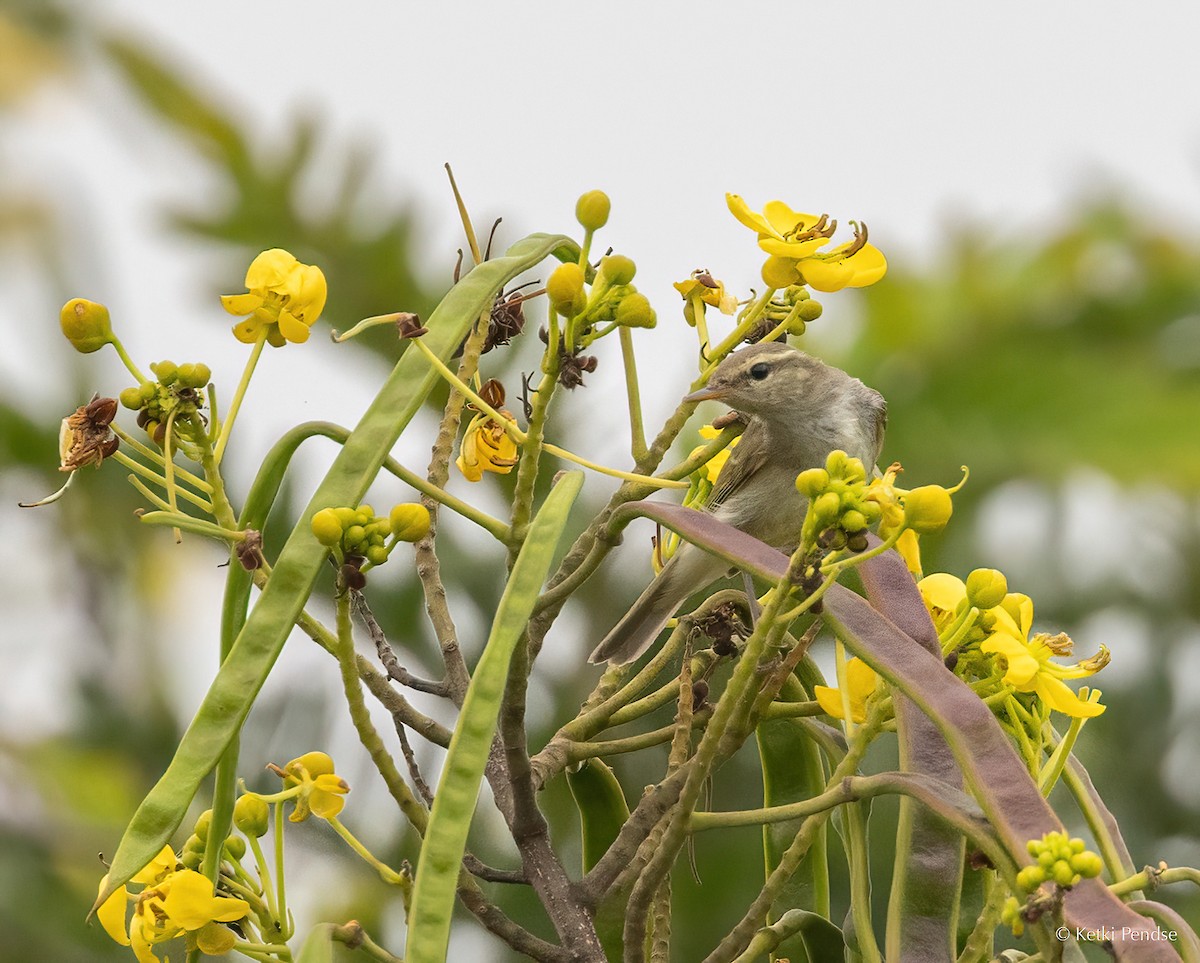 Greenish Warbler - ML625288955