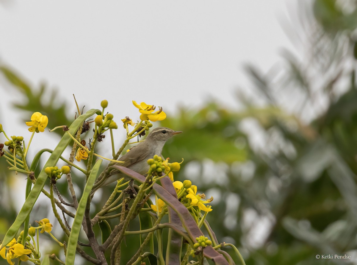 Greenish Warbler - ML625288956