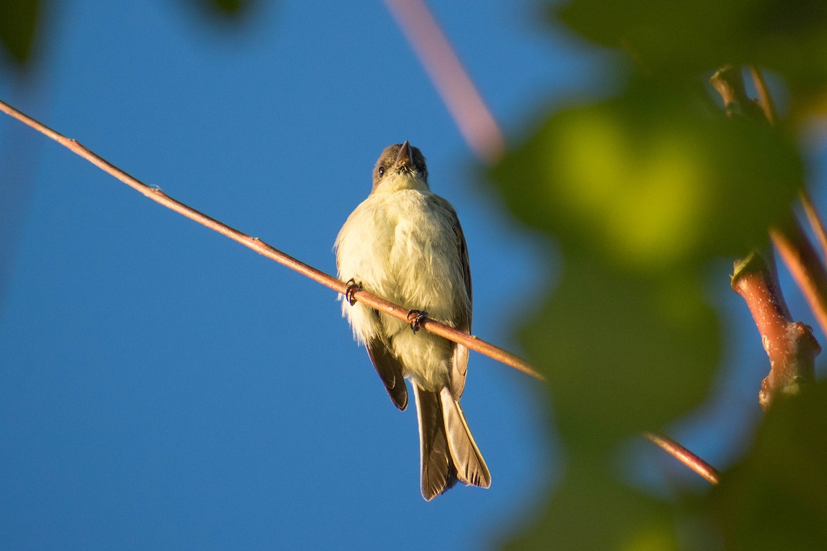 Eastern Phoebe - ML625288993