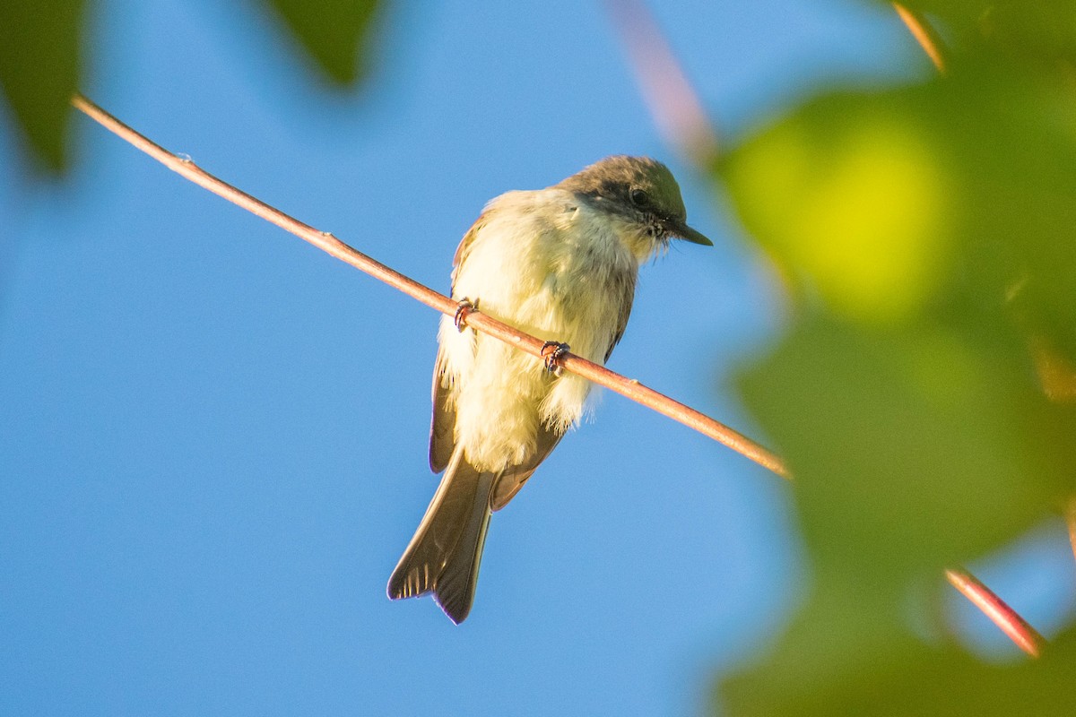 Eastern Phoebe - ML625288994