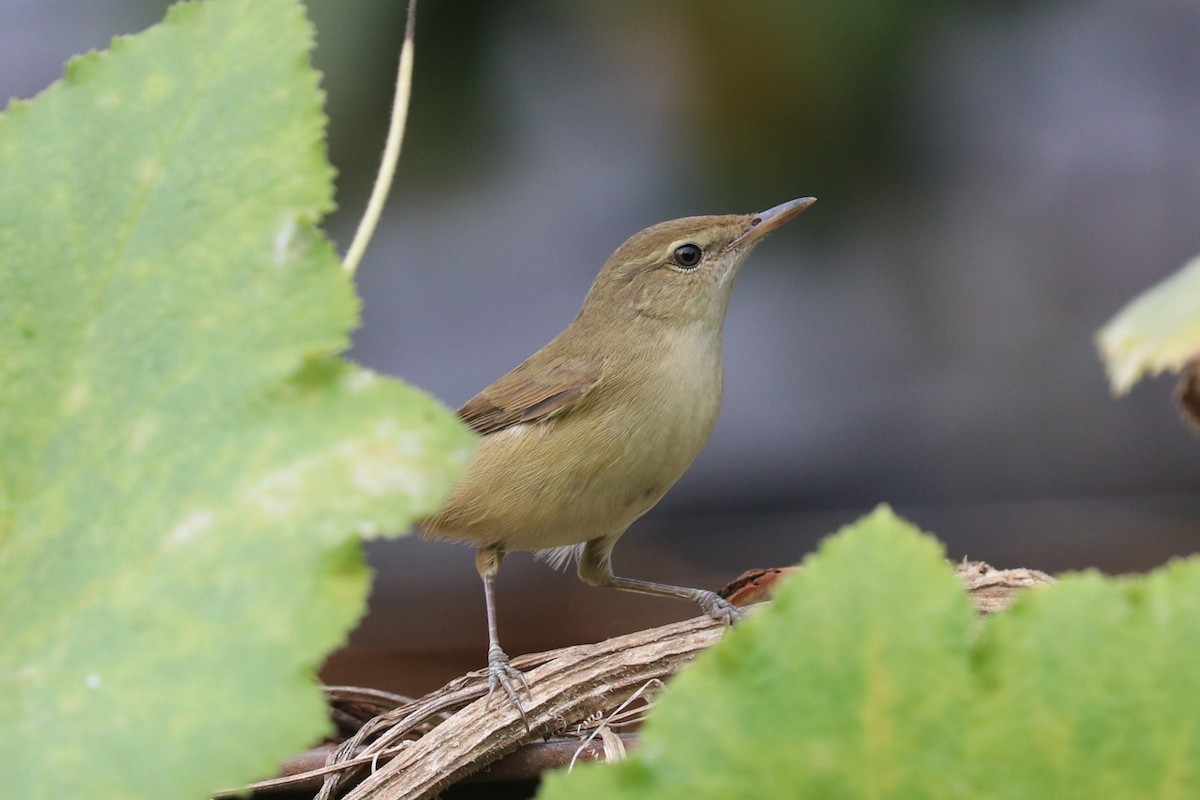 Clamorous Reed Warbler - ML625289164