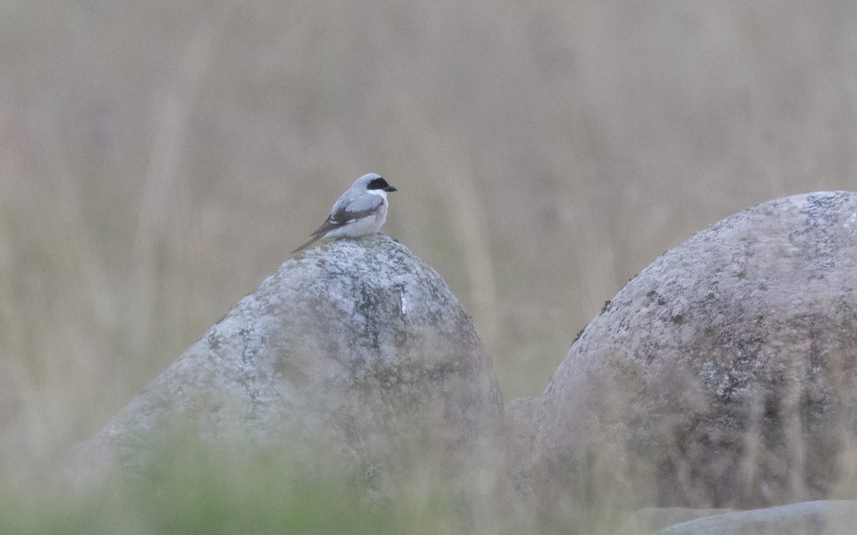 Lesser Gray Shrike - ML625289484