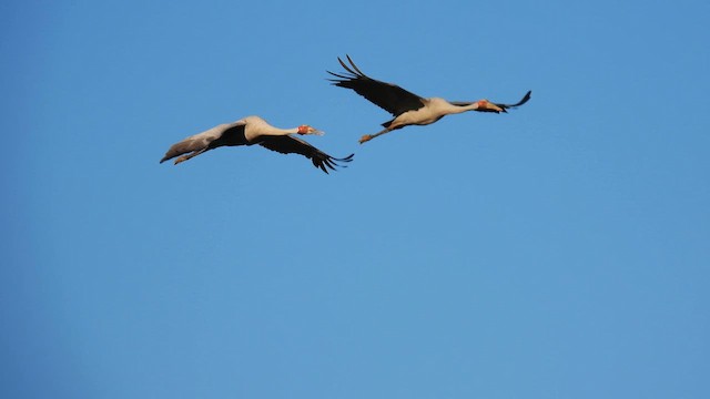 Brolga - ML625289500