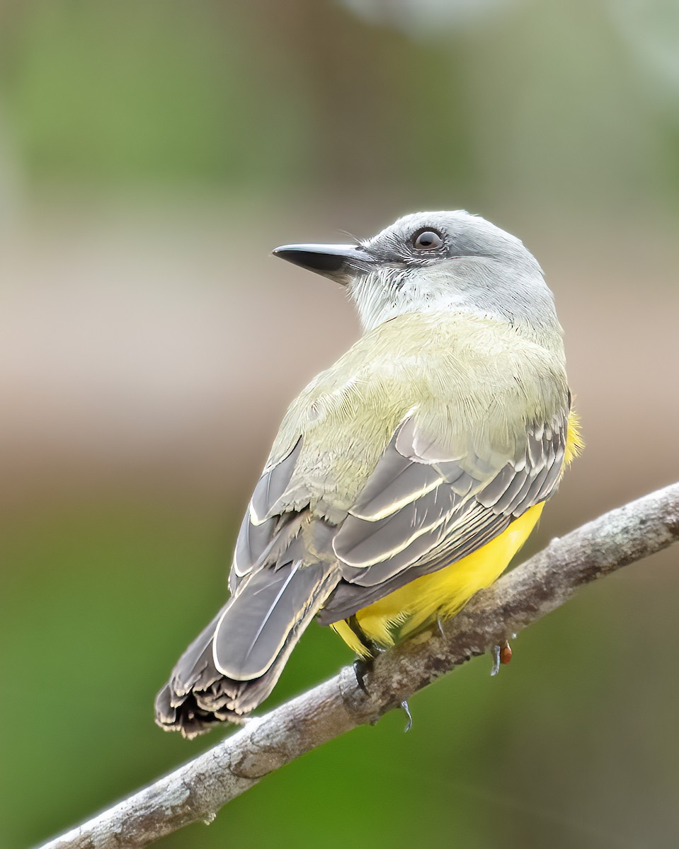 Tropical Kingbird - ML625289602