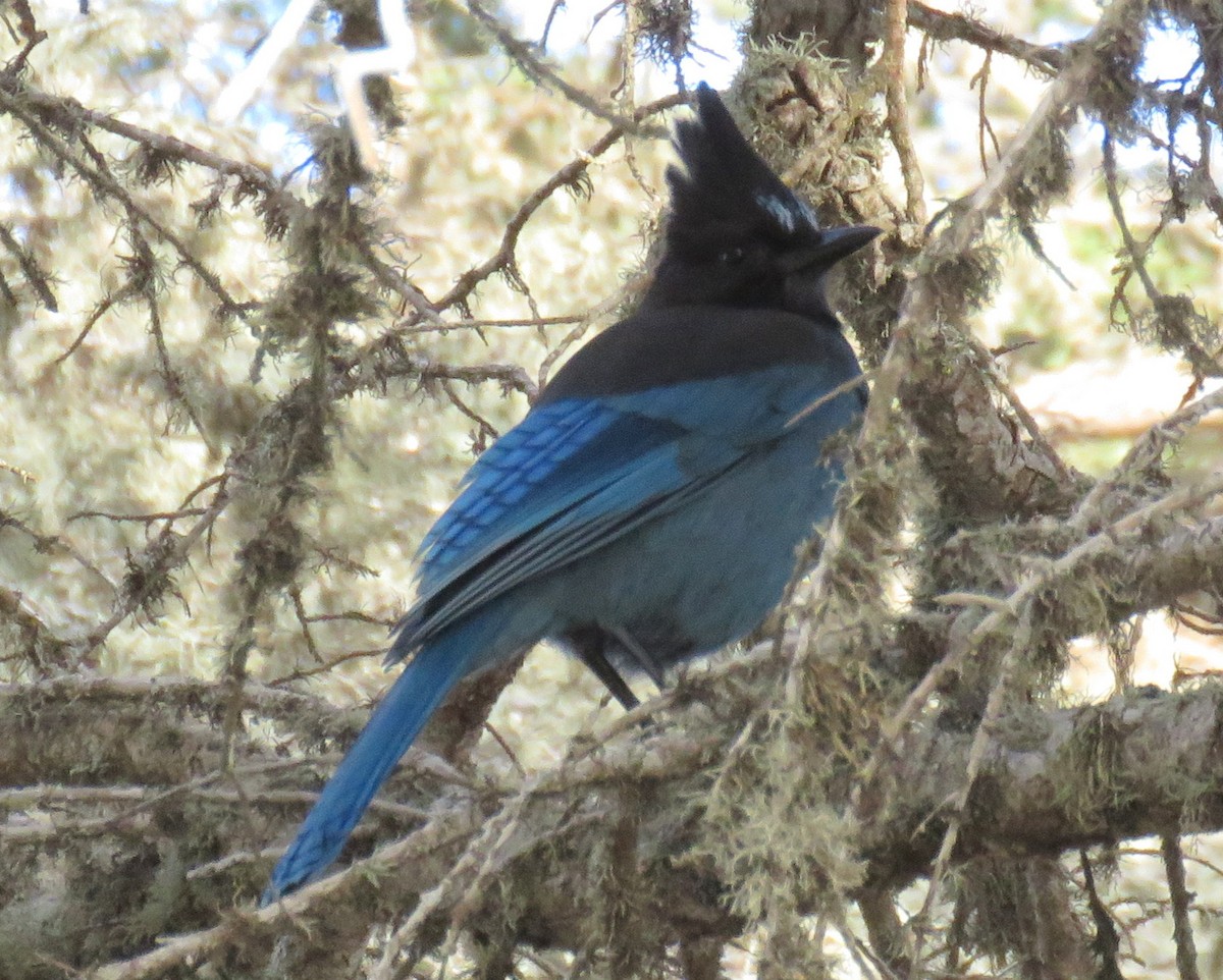 Steller's Jay - ML625289672