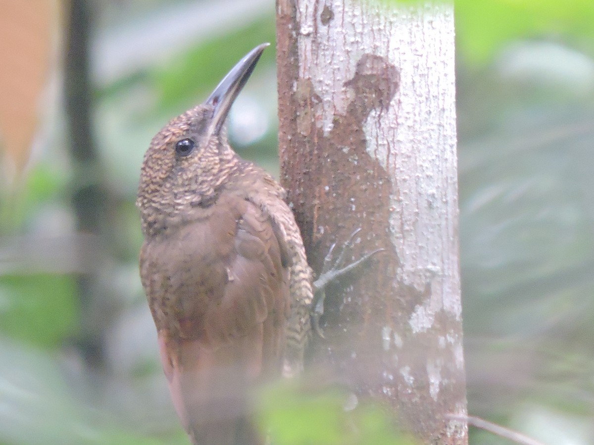 Northern Barred-Woodcreeper - ML625289707