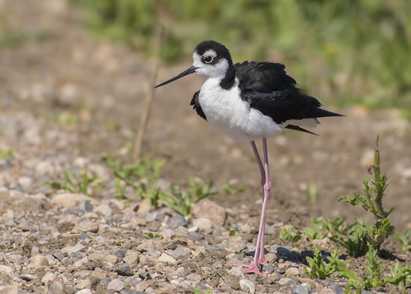 Black-necked Stilt - ML62528971