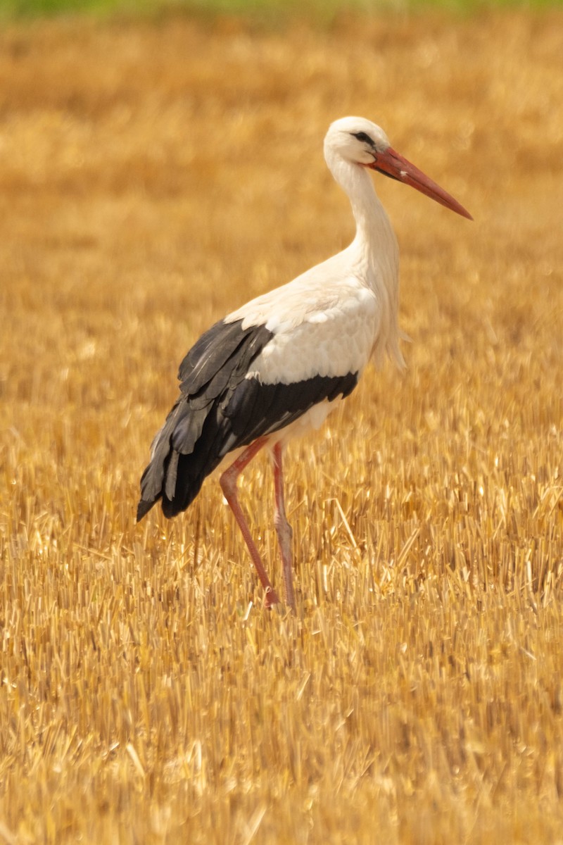 Leylek - ML625289719