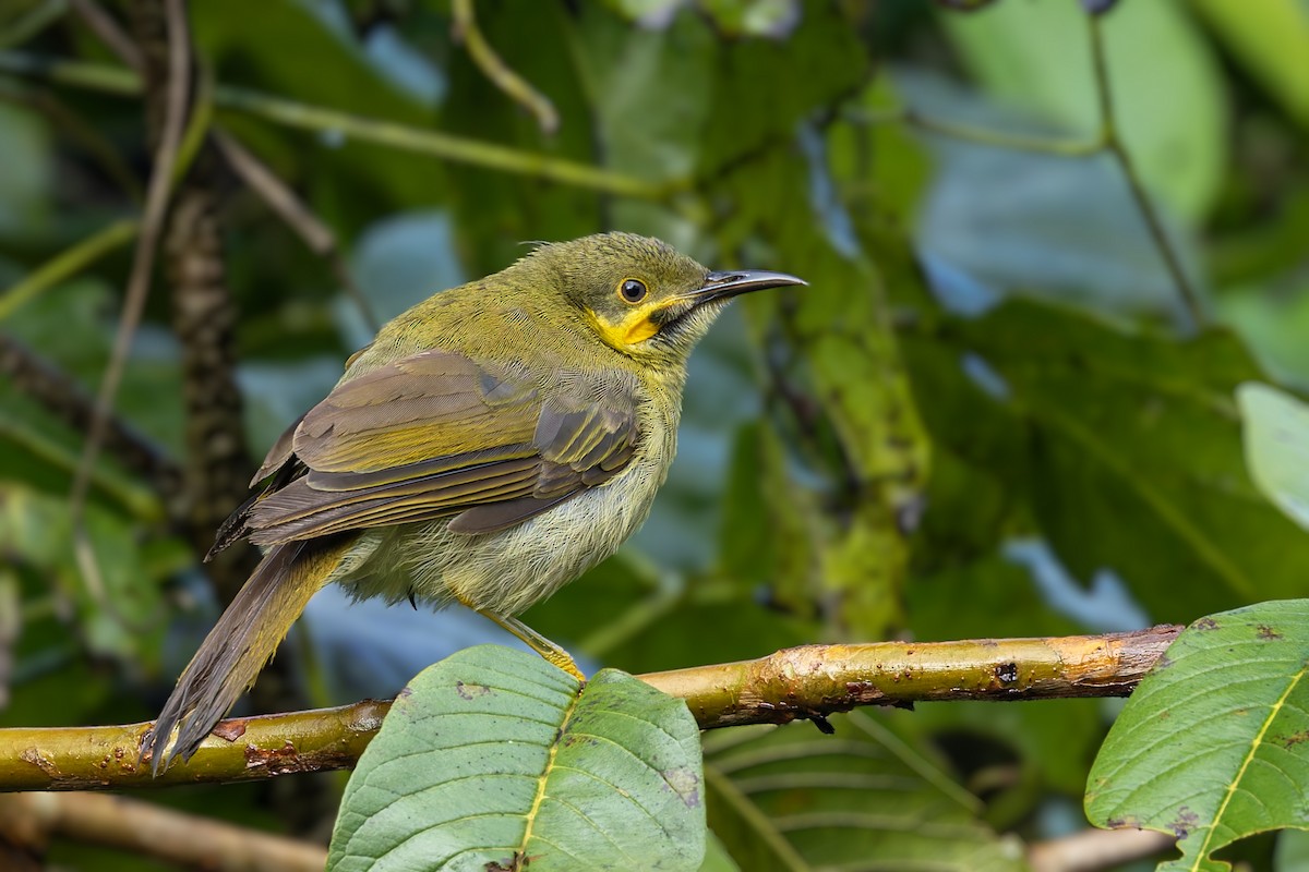 Eastern Wattled-Honeyeater - ML625289848