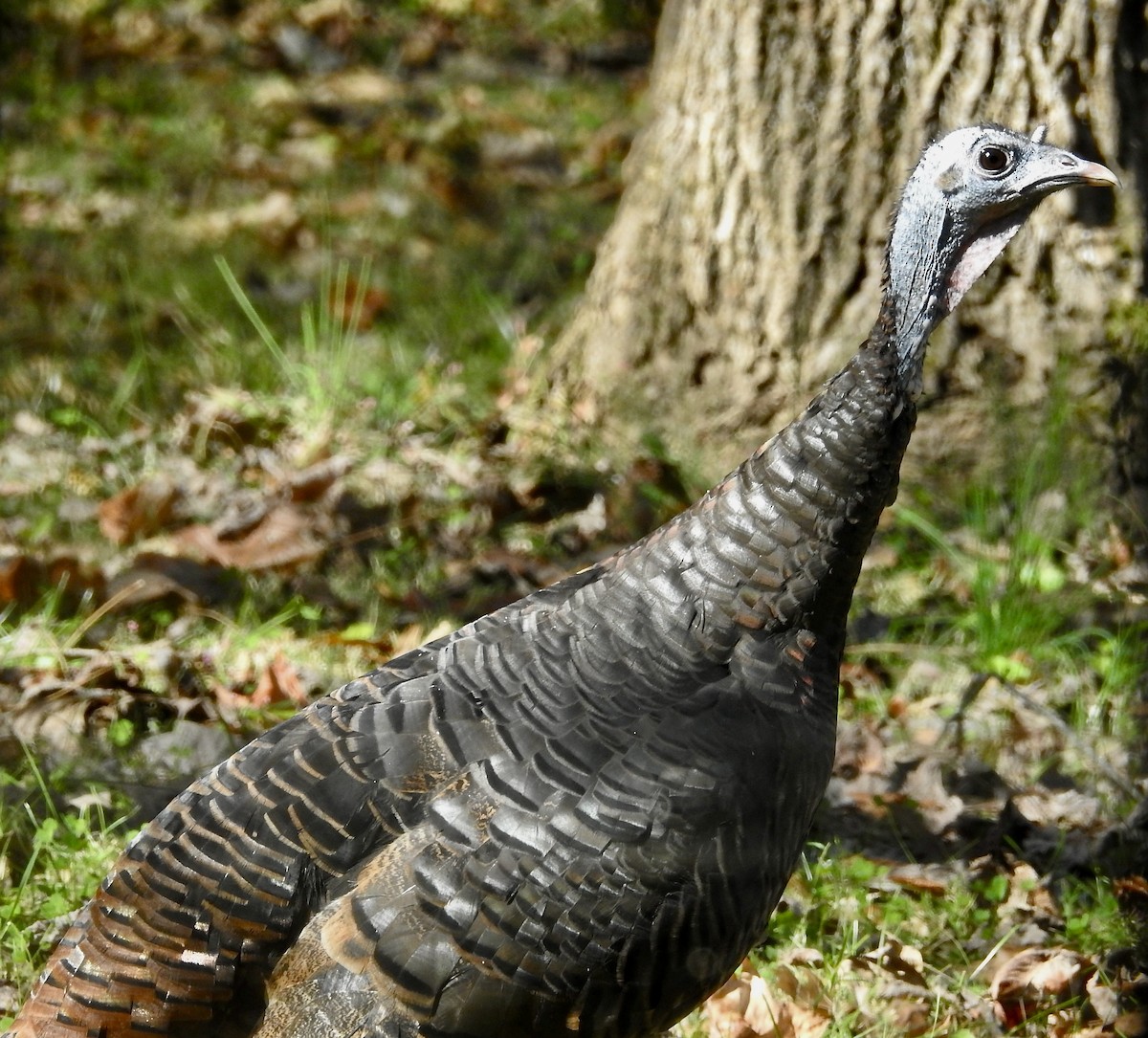 Wild Turkey - ML625289858