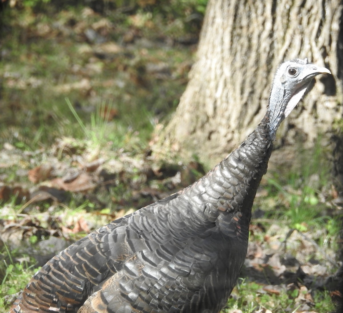 Wild Turkey - ML625289859