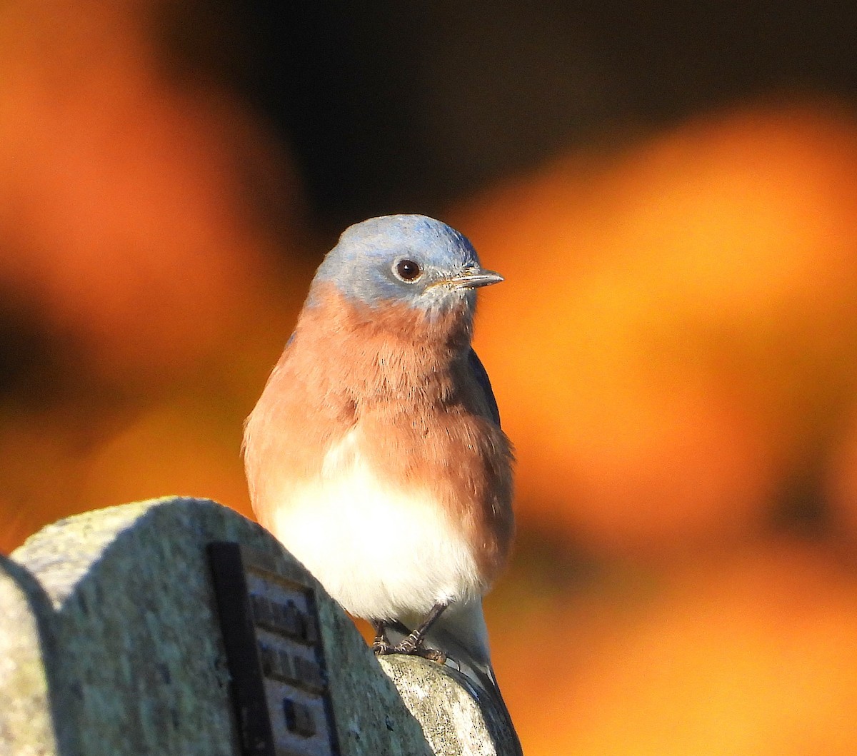 Merlebleu de l'Est - ML625289903