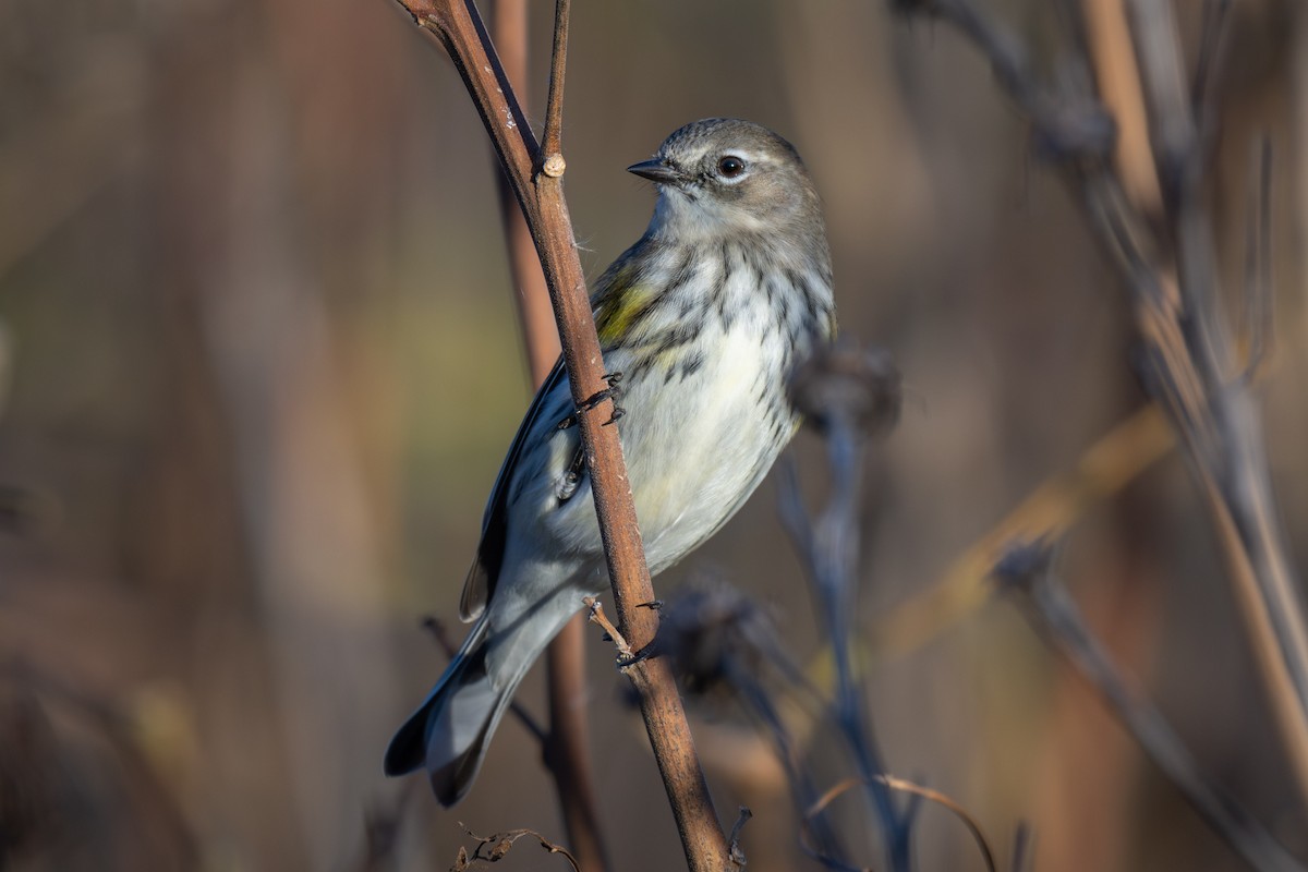 Yellow-rumped Warbler - ML625289909