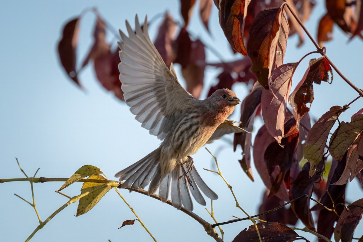 House Finch - ML625289915