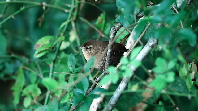 Winter Wren - ML625289955