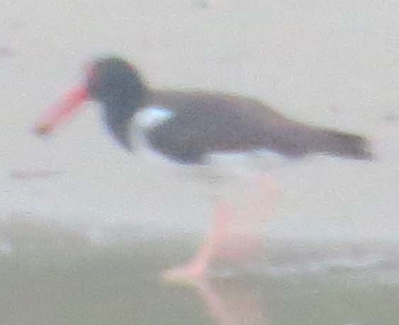 American Oystercatcher - ML625290019