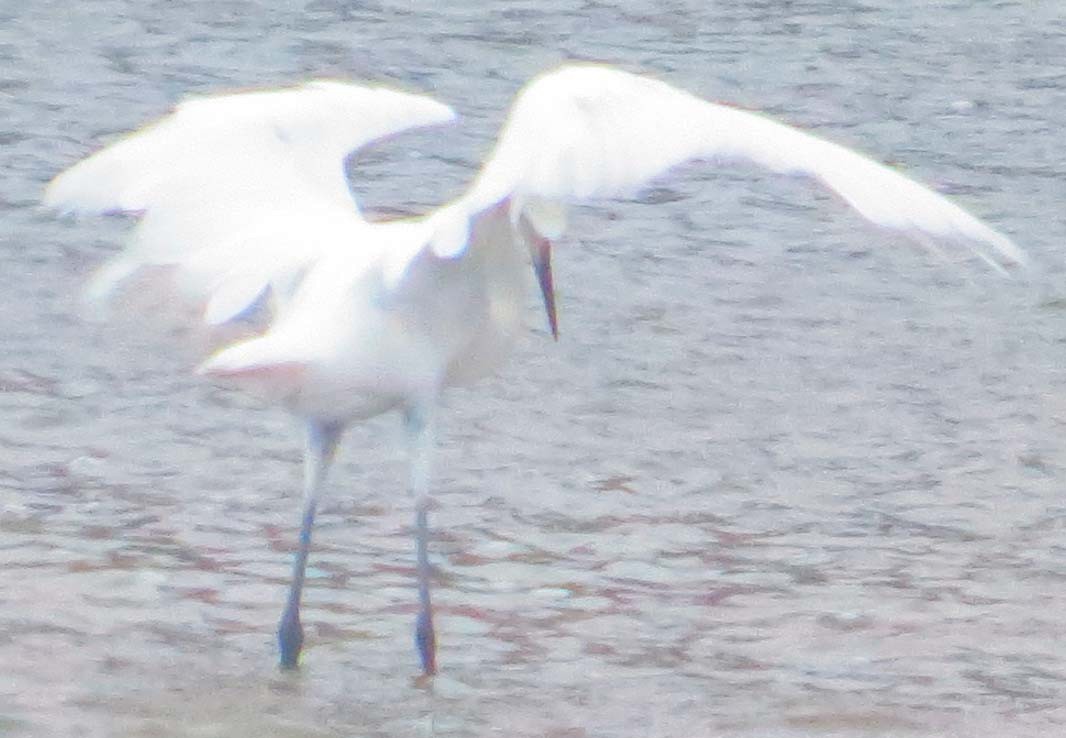 Snowy Egret - ML625290067