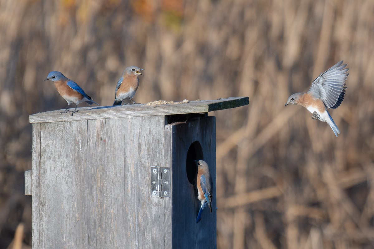 Eastern Bluebird - ML625290069