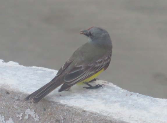 Tropical Kingbird - Héctor Manuel Bonilla Lomelí