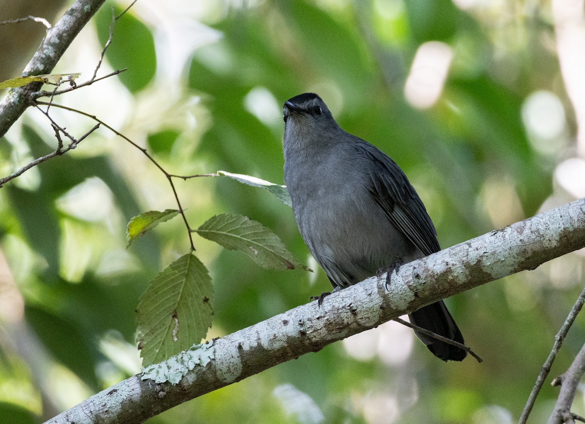 Pájaro Gato Gris - ML625290092