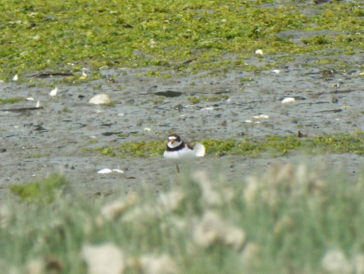 Semipalmated Plover - ML62529011