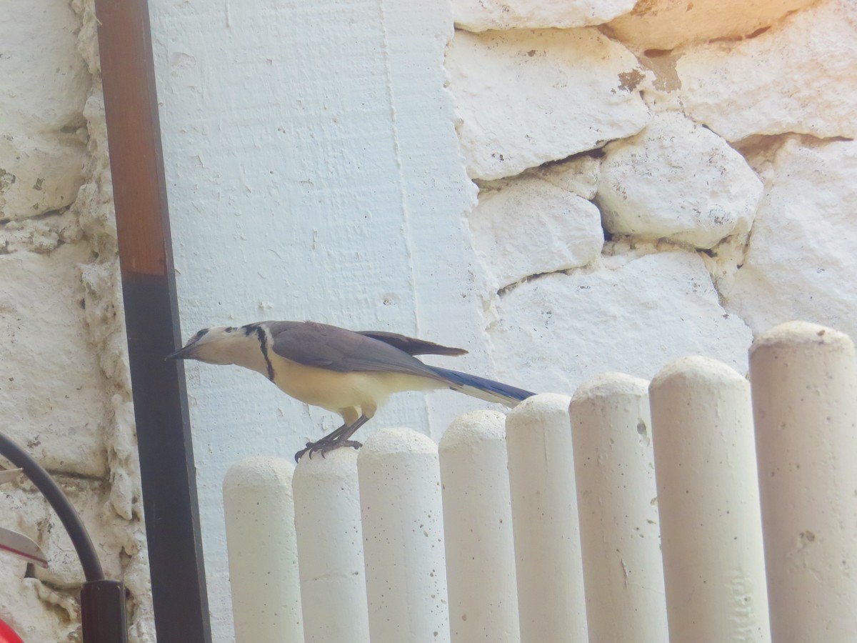 White-throated Magpie-Jay - ML625290156