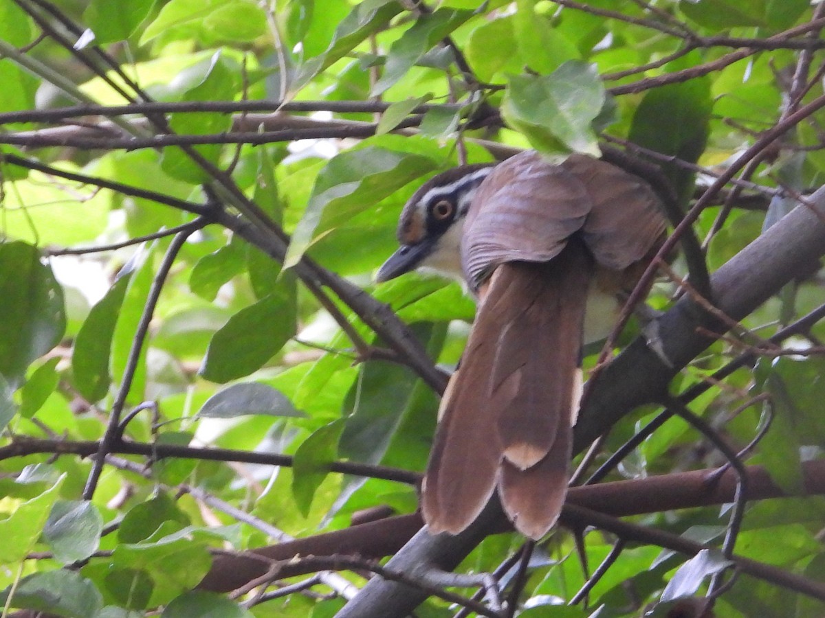 Lesser Necklaced Laughingthrush - ML625290199