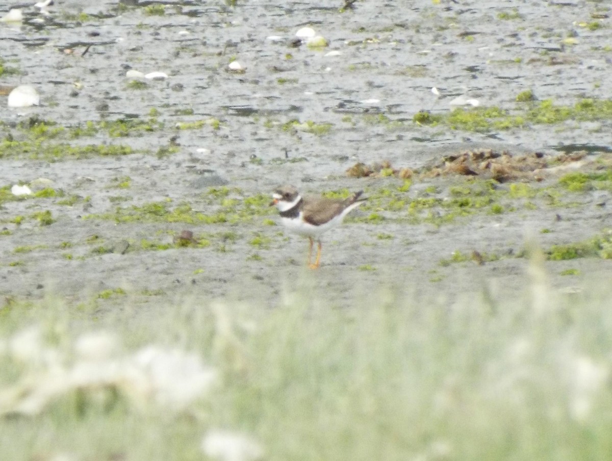 Semipalmated Plover - ML62529021