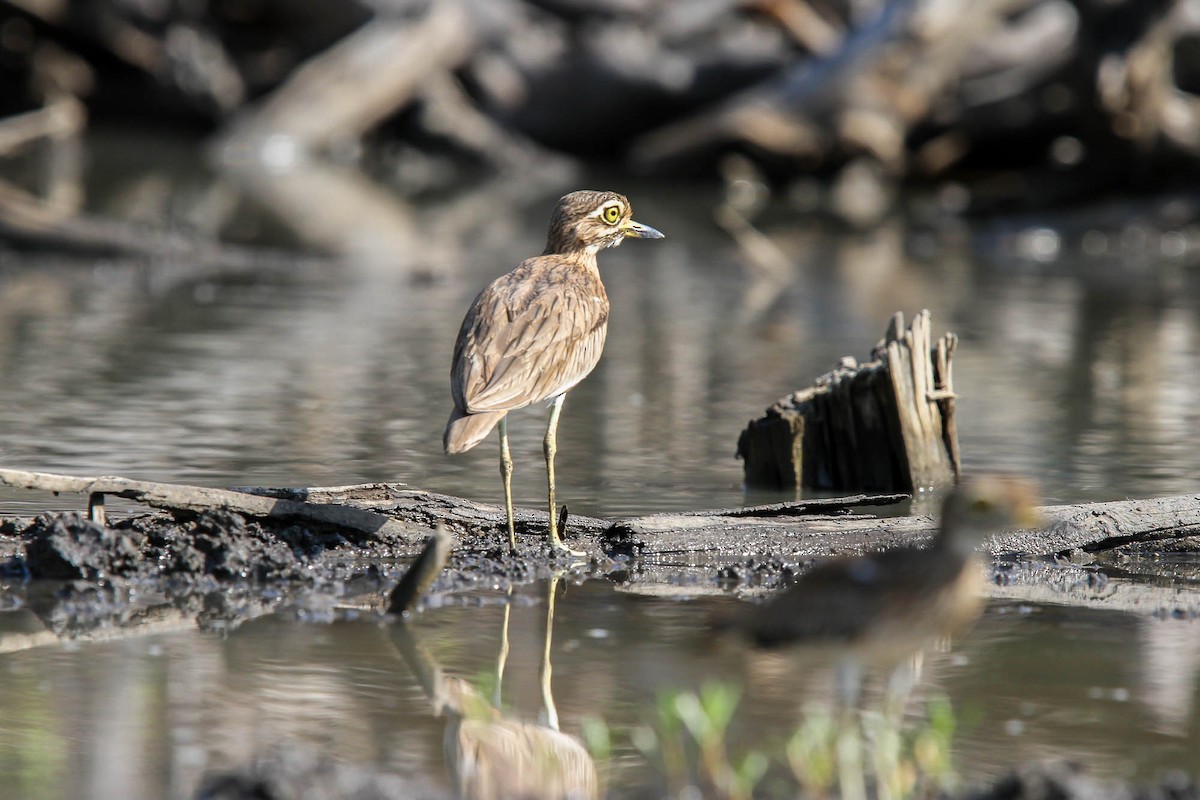 Senegal Thick-knee - ML625290226