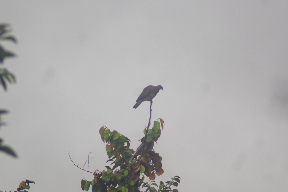 Pale-vented Pigeon - Manuel de Jesus Hernandez Ancheita