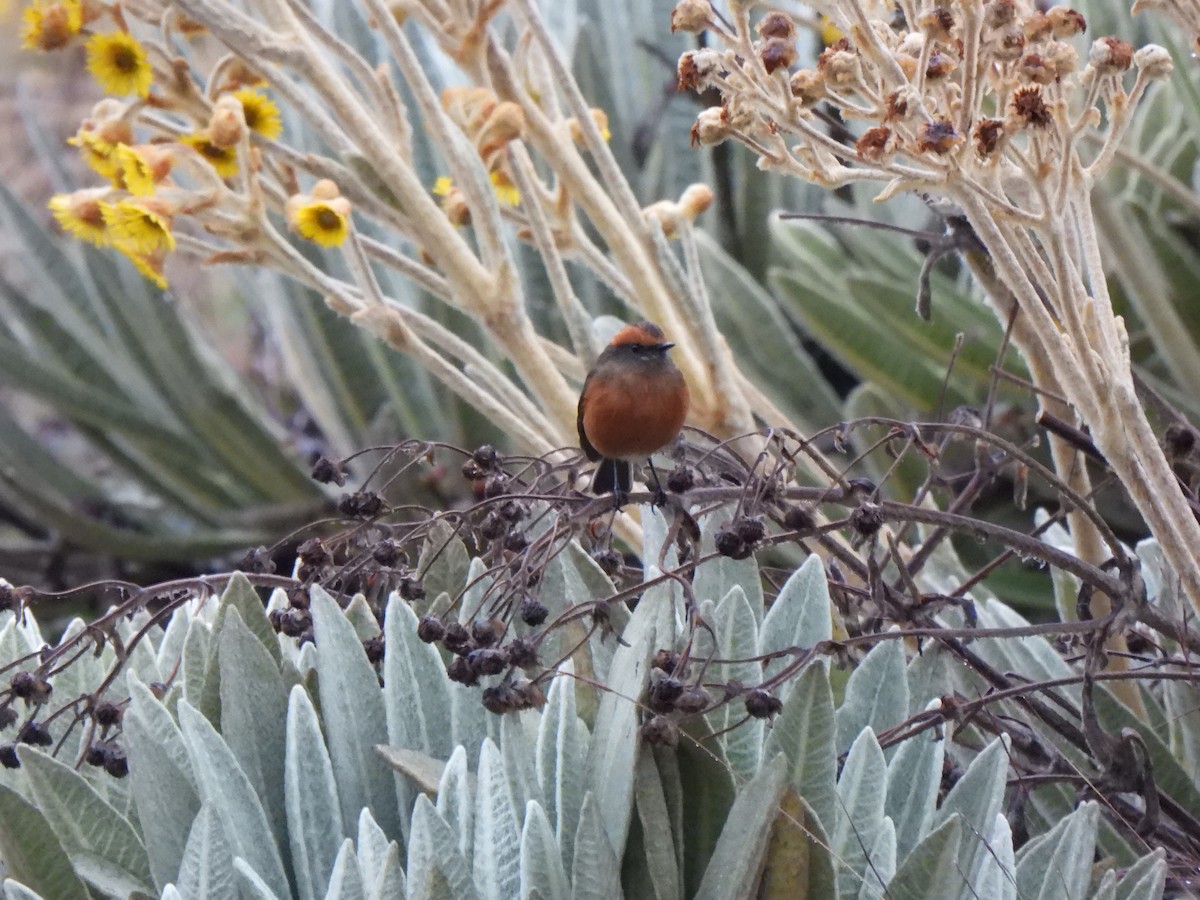Rufous-browed Chat-Tyrant - ML625290295