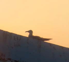 Gaviota Guanaguanare - ML625290332