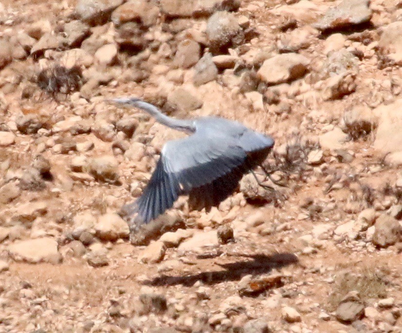 Gray Heron - ML62529061