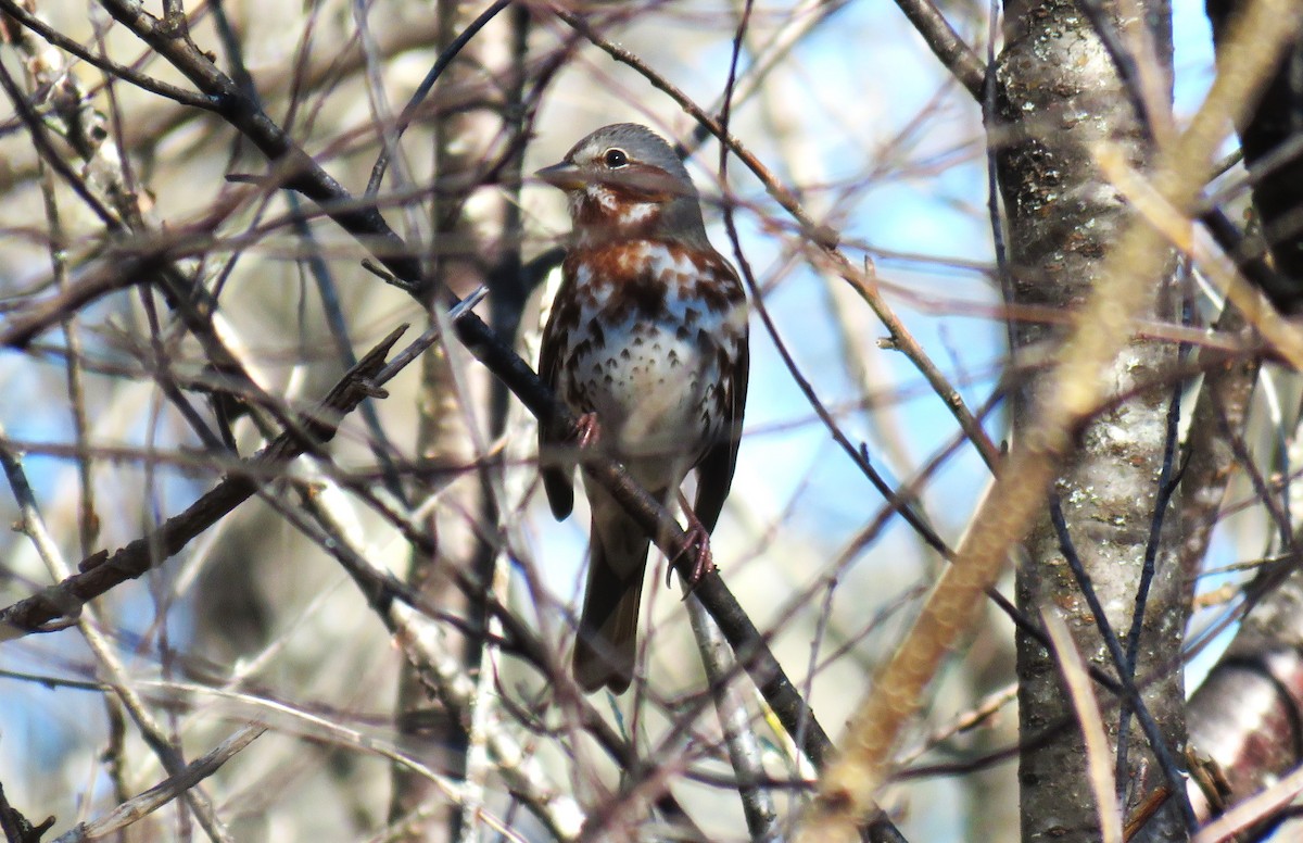 Fox Sparrow - ML625290613