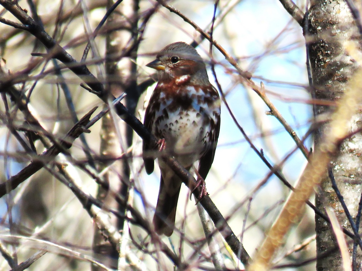 Fox Sparrow - ML625290624