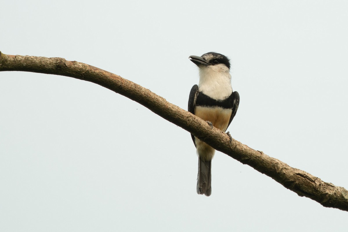 Buff-bellied Puffbird - ML625290704