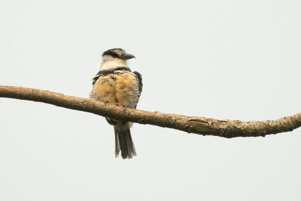 Buff-bellied Puffbird - ML625290705