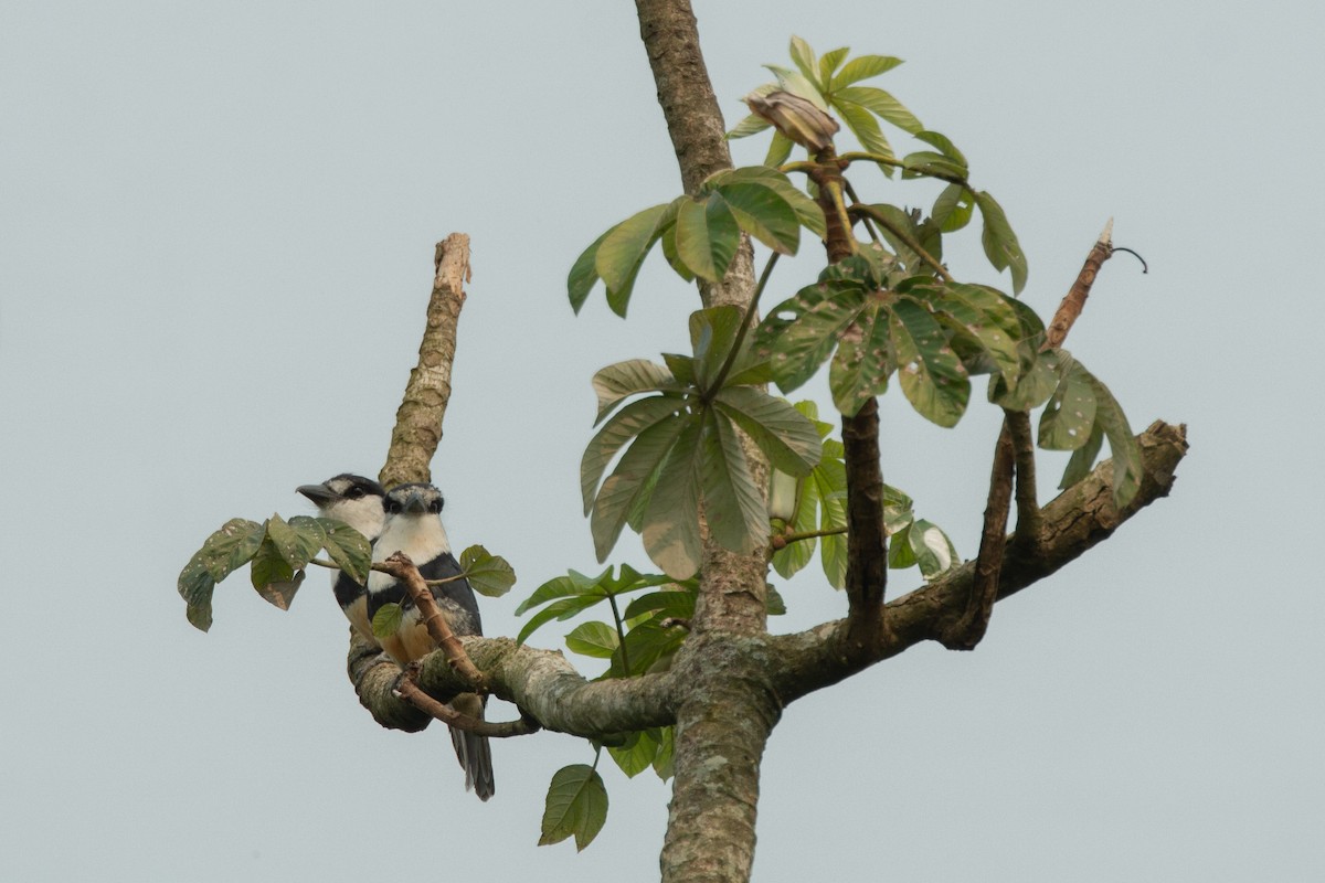 Buff-bellied Puffbird - ML625290706