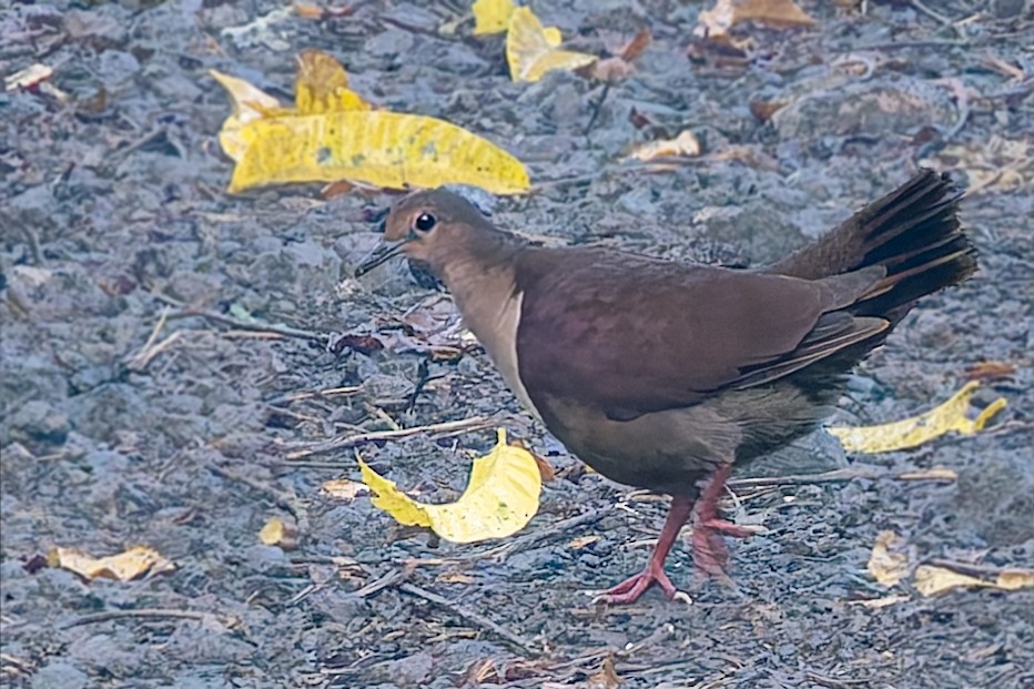 Shy Ground Dove - ML625291019