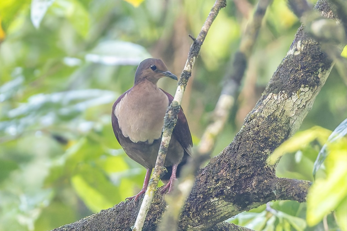 Shy Ground Dove - ML625291020