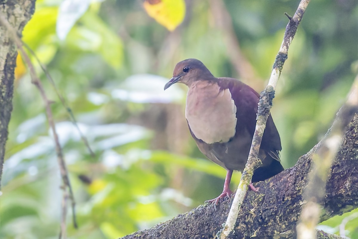 Shy Ground Dove - ML625291021