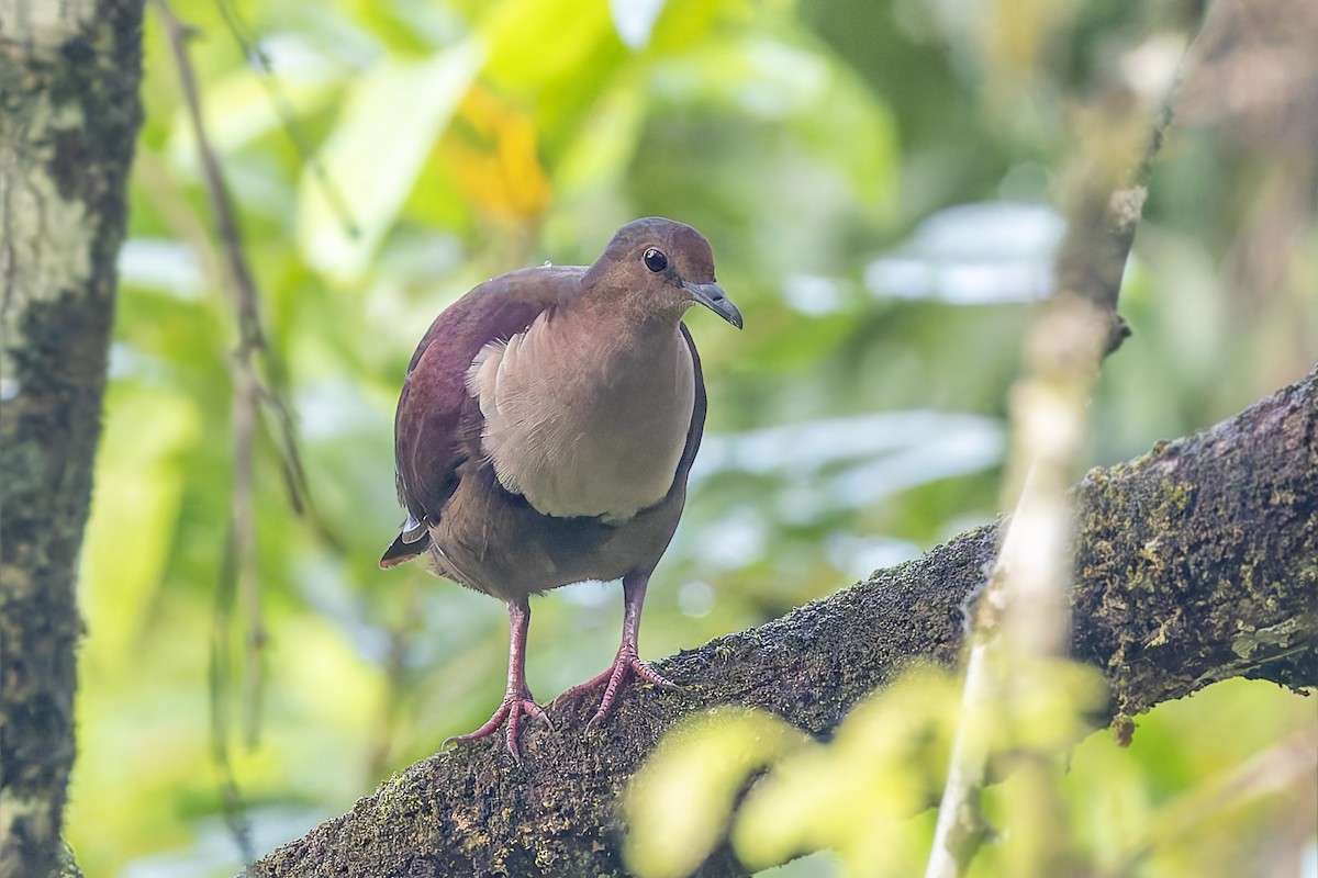 Shy Ground Dove - ML625291022