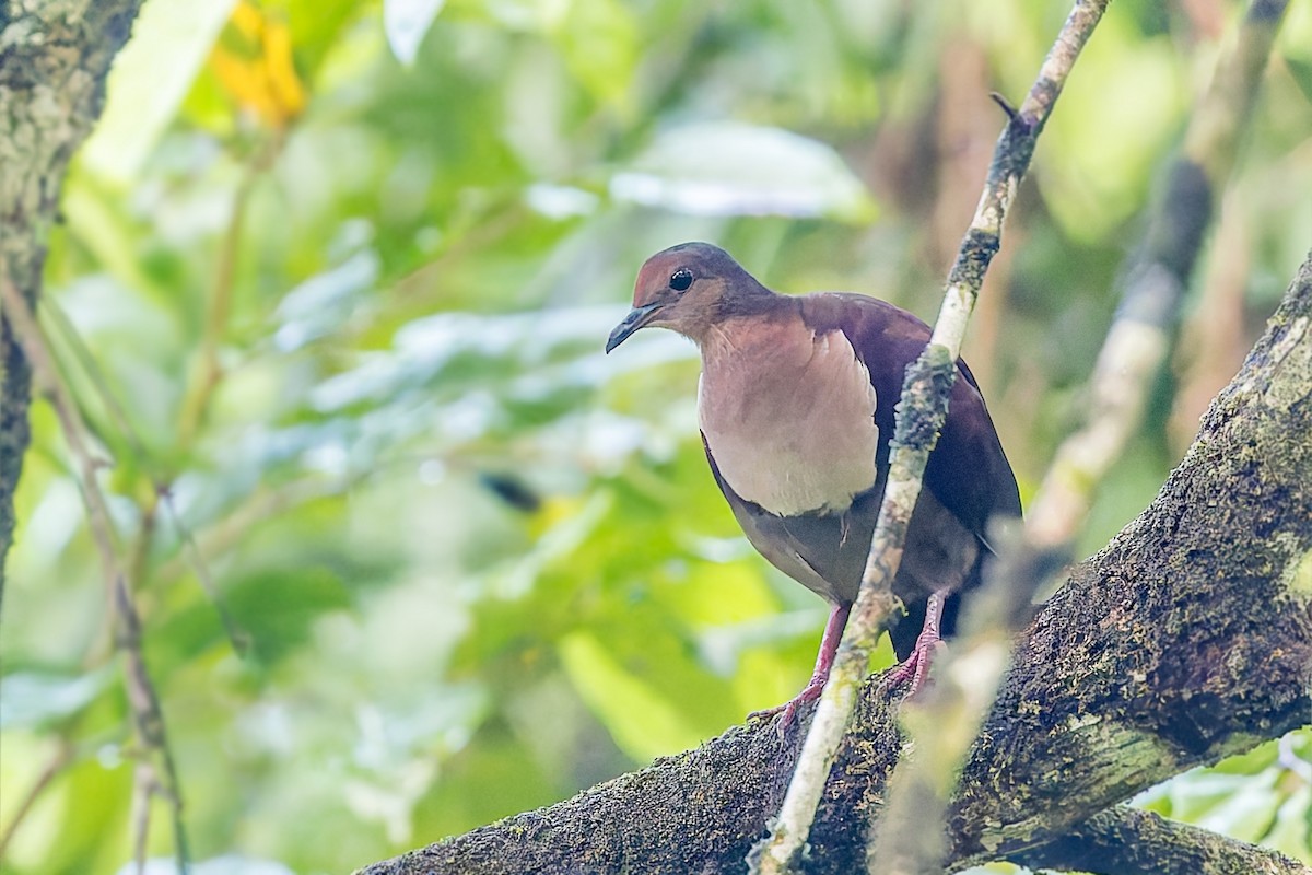 Shy Ground Dove - ML625291023