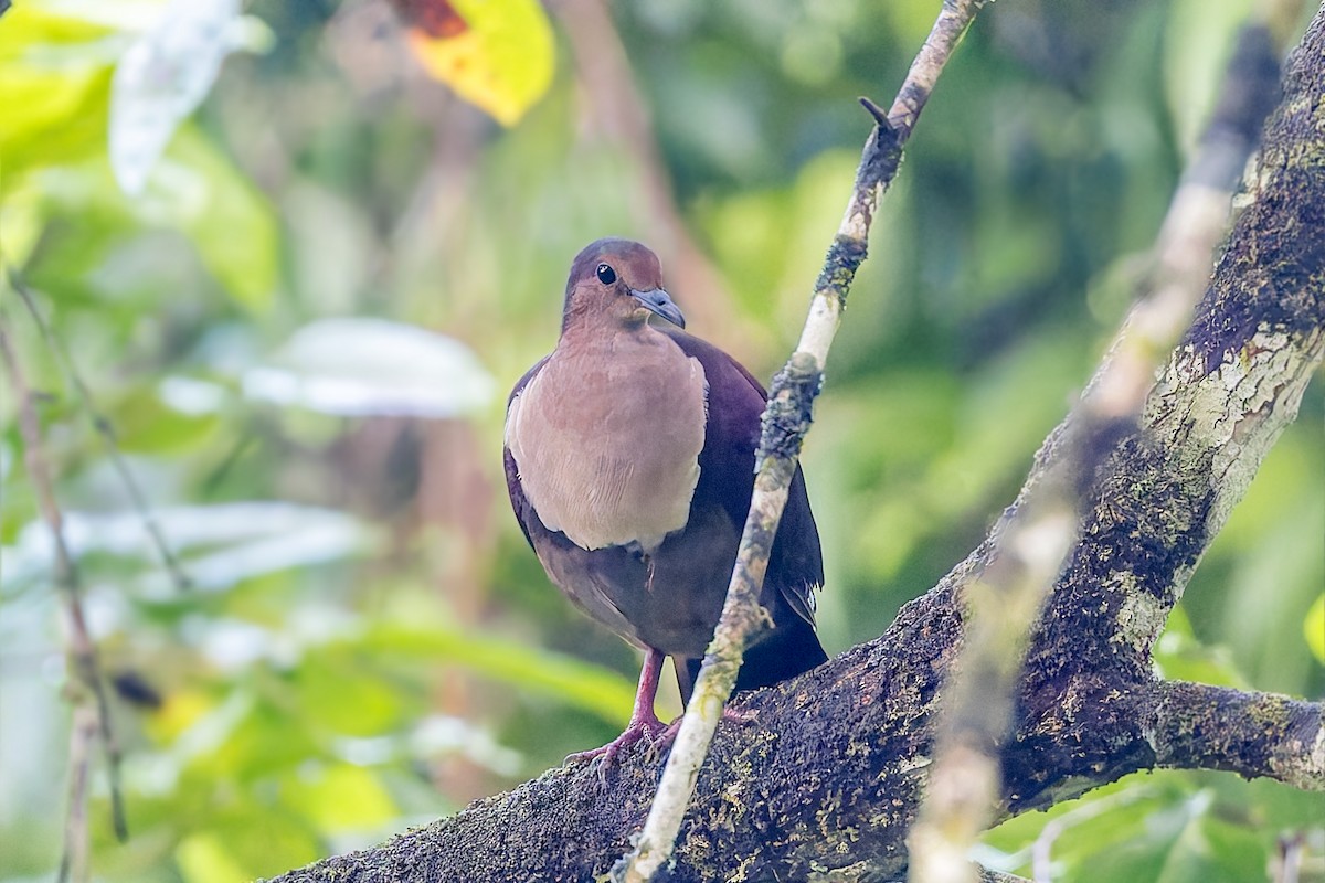 Shy Ground Dove - ML625291025