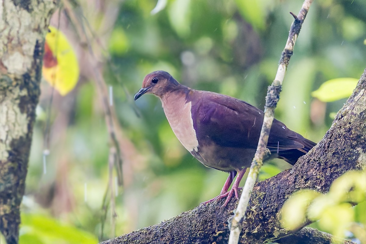 Shy Ground Dove - ML625291026