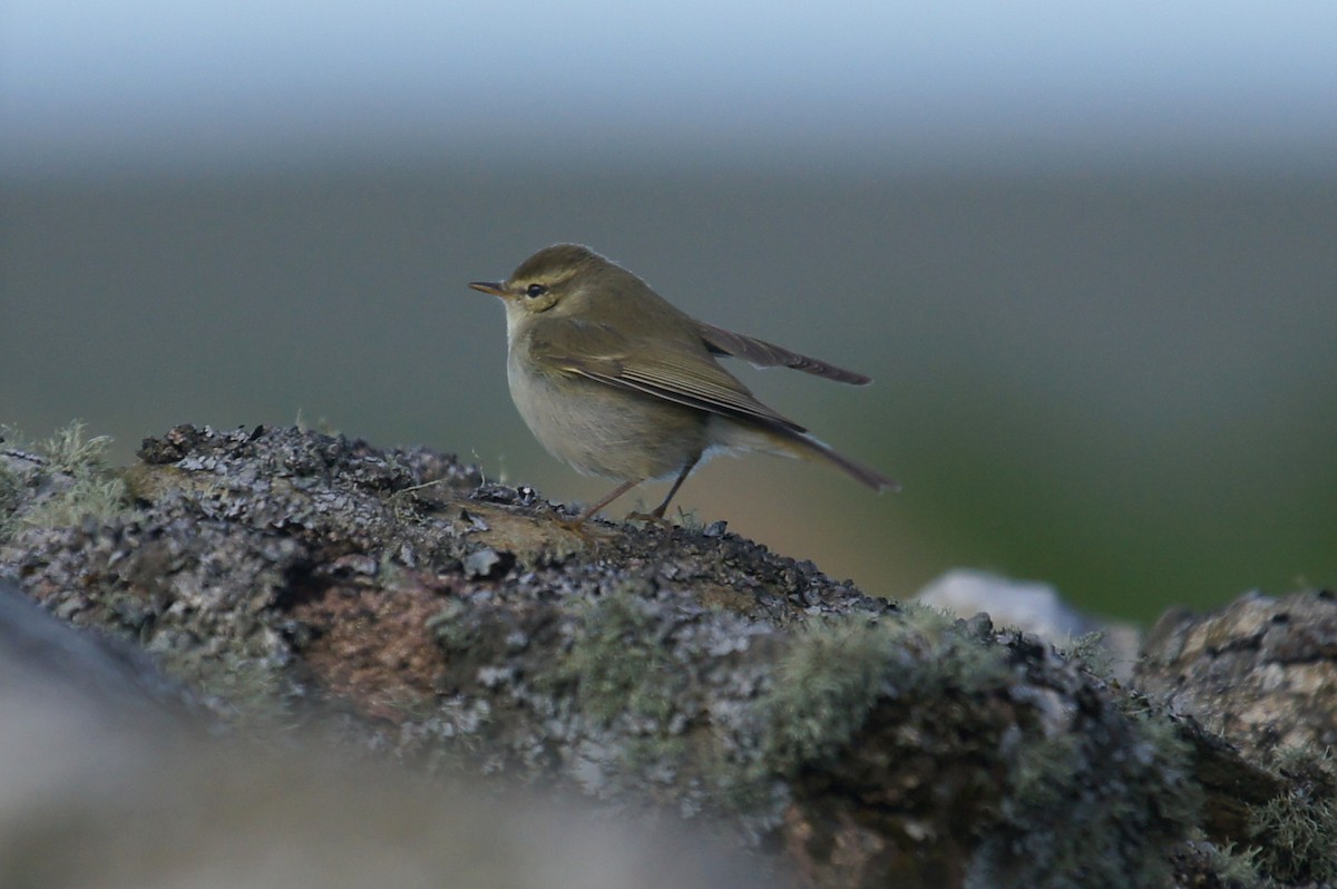 Greenish Warbler - ML625291125